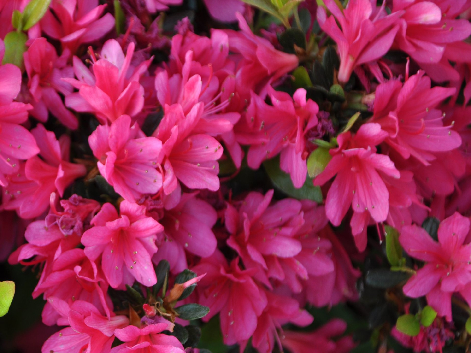 1672842671279264.jpg 24紅獅子.jpg